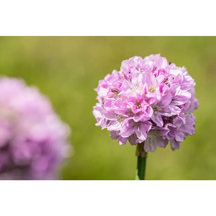 Piardino Grasnelke - Dianthus dreameria, Topfgröße: 12 cm - Nahaufnahme einer leuchtend rosa, kugelförmigen Blüte mit vielen kleinen Blütenblättern und gelben Staubgefäßen.