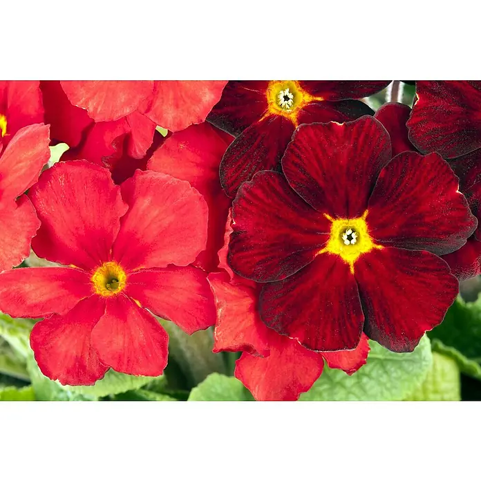Piardino Primel - Primula elatior, Topfgröße: 13 cm - Nahaufnahme roter und tiefroter Primelblüten mit gelben Zentren.