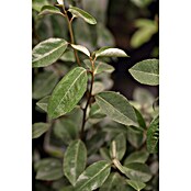 Piardino Wintergrüne Ölweide (Elaeagnus ebbingei, Topfgröße: 18 cm) | BAUHAUS