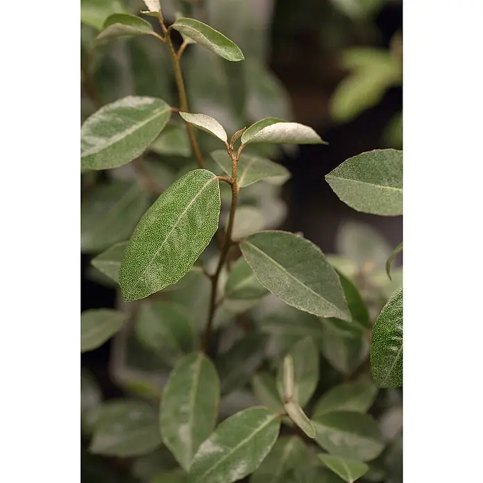 Piardino Wintergrüne Ölweide - Elaeagnus ebbingei, Topfgröße: 18 cm - Nahaufnahme einer Pflanze mit grünen, texturierten Blättern und silbrigen Unterseiten an rötlich-braunen Stielen.