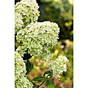 Hydrangea paniculata3 Kyushu