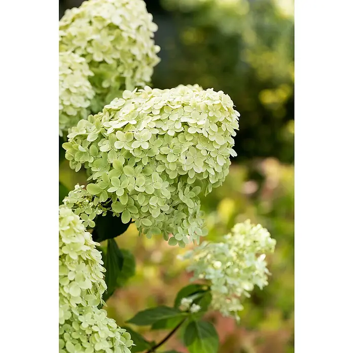 Piardino Rispen-Hortensie - Hydrangea paniculata in Sorten, Topfgröße: 18 cm, Sortenabhängig - Nahaufnahme leuchtend grüner Hortensienblüten mit zarten Blütenblättern.