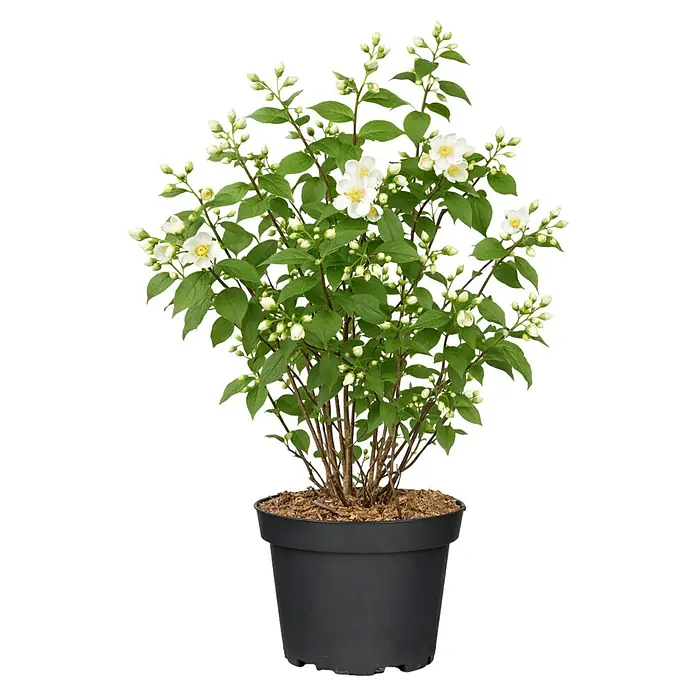 Piardino Jasmin - Philadelphus coronarius 'Schneesturm', Topfgröße: 18 cm - Blühender Strauch mit weißen Blüten und grünen Blättern in einem schwarzen Topf.