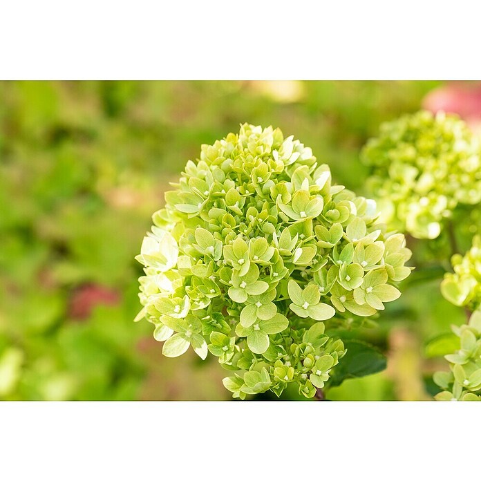 Hydrangea paniculata3 Kyushu