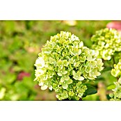 Hydrangea paniculata3 Kyushu