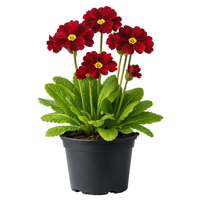 Piardino Primel - Primula elatior, Topfgröße: 13 cm - Schwarzer Topf mit roten Blüten mit gelben Zentren und grünen Blättern.