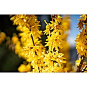 Piardino Forsythie (Forsythia x intermedia in Sorten, Topfgröße: 18 cm, Gelb) | BAUHAUS