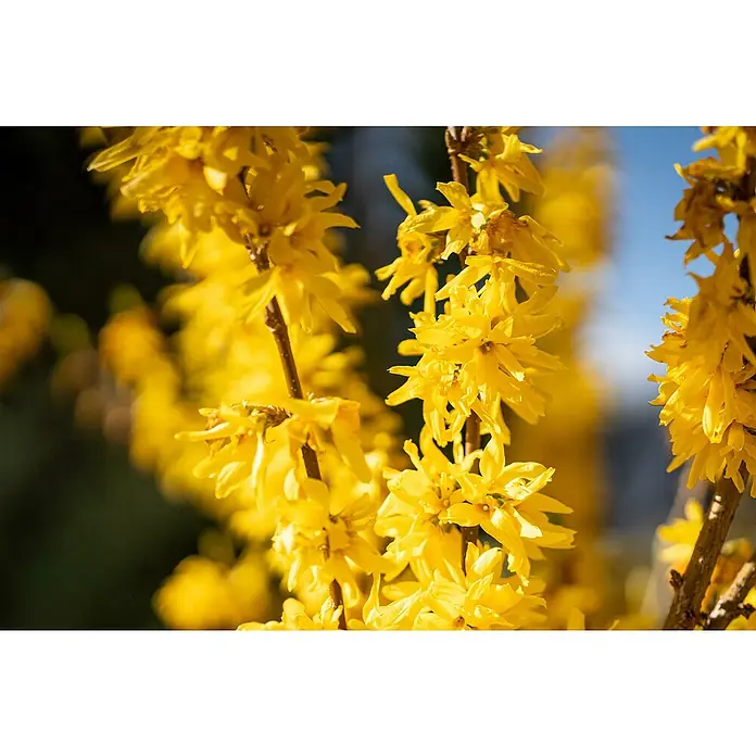 Piardino Forsythie - Forsythia x intermedia in Sorten, Topfgröße: 18 cm, Gelb - Leuchtend gelbe Blüten an einem Ast.