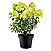 Piardino Rispen-Hortensie 