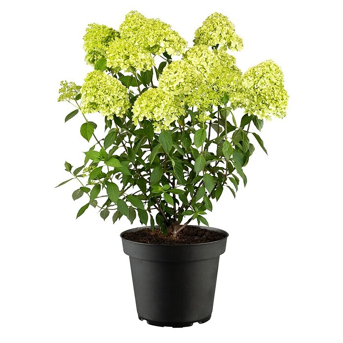 Hydrangea paniculata3 Kyushu