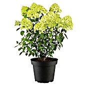 Hydrangea paniculata3 Kyushu