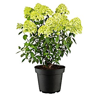 Piardino Rispen-Hortensie (Hydrangea paniculata in Sorten, Topfgröße: 18 cm, Sortenabhängig)