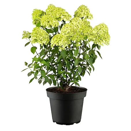 Piardino  Rispen-Hortensie