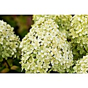 Hydrangea paniculata3 Kyushu
