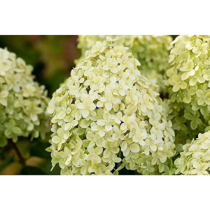 Piardino Rispen-Hortensie - Hydrangea paniculata in Sorten, Topfgröße: 18 cm, Sortenabhängig - Blüten von hellgelben und zartgrünen Hortensien, mit feinen Blütenblättern und kleinen weißen Zentren, in voller Blüte.