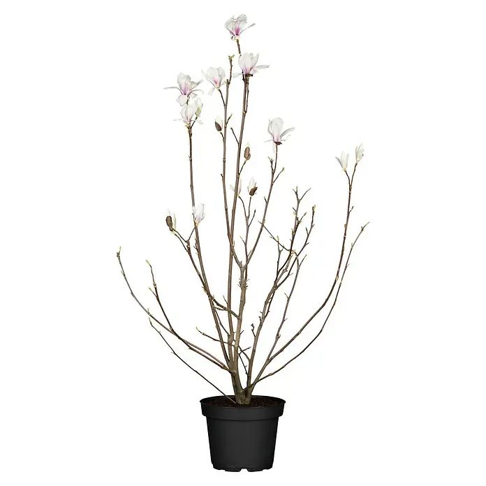 Piardino Magnolie - Magnolia liliiflora verschiedene Sorten, Topfgröße: 23 cm - Topf-Magnolienpflanze mit kahlen Ästen, kleinen grünen Knospen und zarten weiß-rosa Blüten in einem schwarzen Topf.