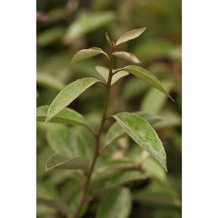 Piardino Wintergrüne Ölweide (Elaeagnus ebbingei, Topfgröße: 18 cm) | BAUHAUS
