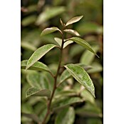Piardino Wintergrüne Ölweide (Elaeagnus ebbingei, Topfgröße: 18 cm) | BAUHAUS