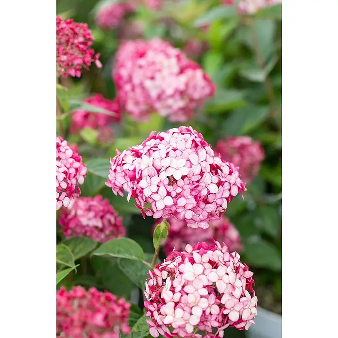 Hortensie - Hydrangea arborescens in Sorten gemischt, Topfgröße: 18 cm, Sortenabhängig - Dolden rosa-weißer Hortensienblüten.