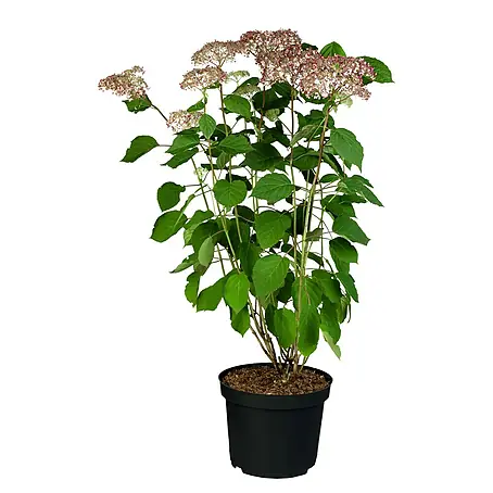 Hortensie