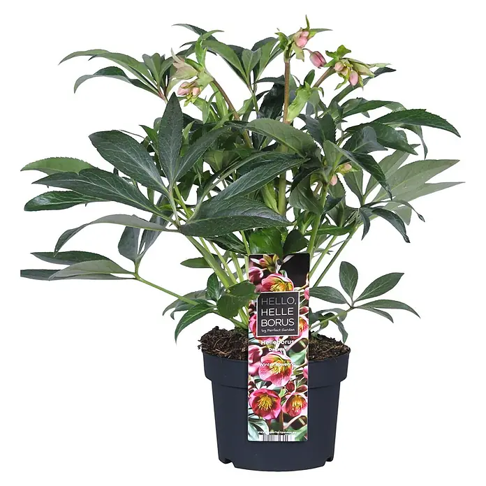 Piardino Christrose - Helleborus orientalis 'Dacaja', Topfgröße: 19 cm - Getopfte Helleborus-Pflanze mit grünen Blättern, rosa Knospen und einem Pflanzenetikett im dunklen Topf.