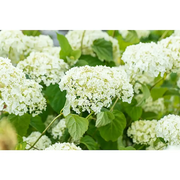 Hortensie - Hydrangea arborescens in Sorten gemischt, Topfgröße: 18 cm, Sortenabhängig - Weiße Blütenstände mit grünem Laub, wahrscheinlich Hortensien.