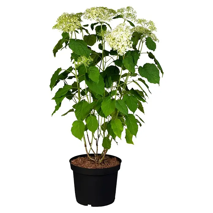 Hortensie - Hydrangea arborescens in Sorten gemischt, Topfgröße: 18 cm, Sortenabhängig - Topfhortensie mit grünen Blättern und weißen bis hellgrünen Blüten in einem schwarzen Topf.