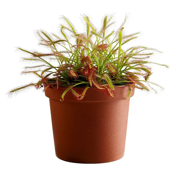 Piardino SonnentauDrosera binata, Topfgröße: 9 cm