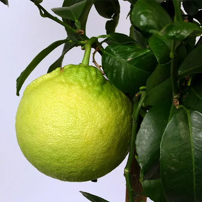 Piardino Limonero D20 - Citrus limon, Tamaño de maceta: 20 cm - Primer plano de una cidra colgando de un árbol con hojas verdes vibrantes. La cidra es de color verde amarillento y tiene una superficie irregular y llena de baches.
