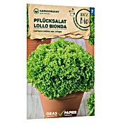 samenmaier Salatsamen Bio Pflücksalat Lollo Bionda (Lactuca sativa var. crispa, Erntezeit: April, 1 g) | BAUHAUS