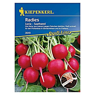 Kiepenkerl Profi-Line Gemüsesamen Radieschen Lucia (Raphanus sativus var. sativus, Erntezeit: April)