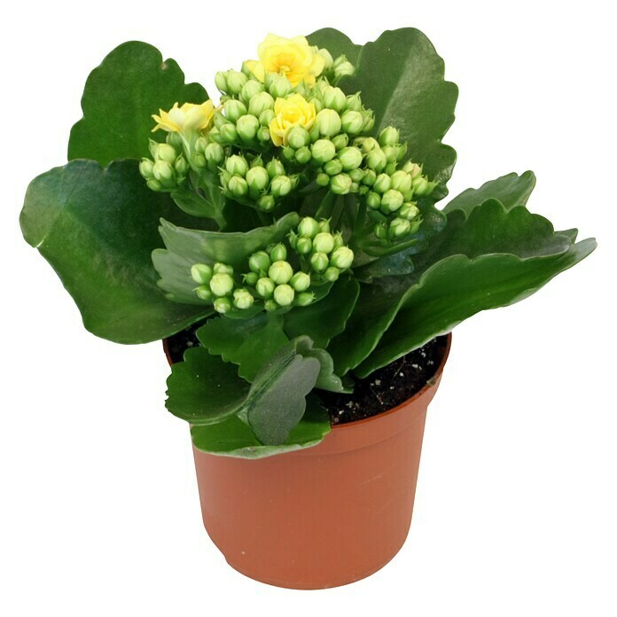 Piardino Flammendes Käthchen Mini (Kalanchoe blossfeldiana, Topfgröße: 7 cm, Gelb)