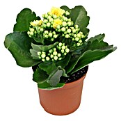 Piardino Flammendes Käthchen Mini (Kalanchoe blossfeldiana, Topfgröße: 7 cm, Gelb)