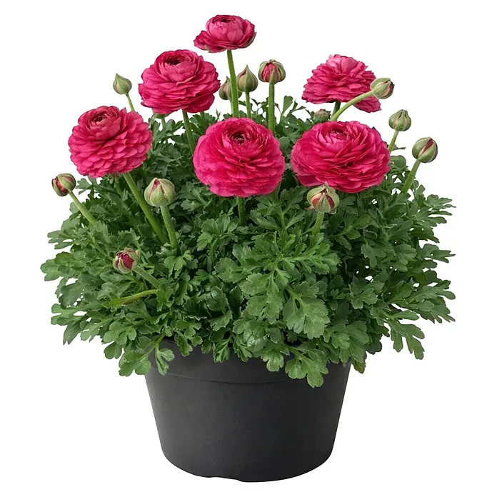 Piardino Ranunkel - Ranunculus Hybride, Topfgröße: 23 cm - Eine lebendige fuchsiafarbene Ranunkelpflanze mit Blüten und Knospen in einem schwarzen Topf.