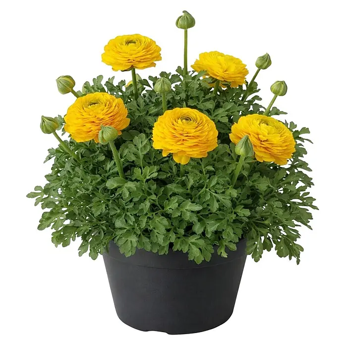 Piardino Ranunkel - Ranunculus Hybride, Topfgröße: 23 cm - Leuchtend gelbe Ranunkelblüten und grünes Laub in einem runden schwarzen Topf.