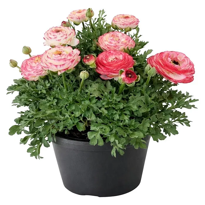 Piardino Ranunkel - Ranunculus Hybride, Topfgröße: 23 cm - Topf-Ranunkel mit leuchtend rosa-weißen Blüten und grünem Laub in einem schwarzen Topf.