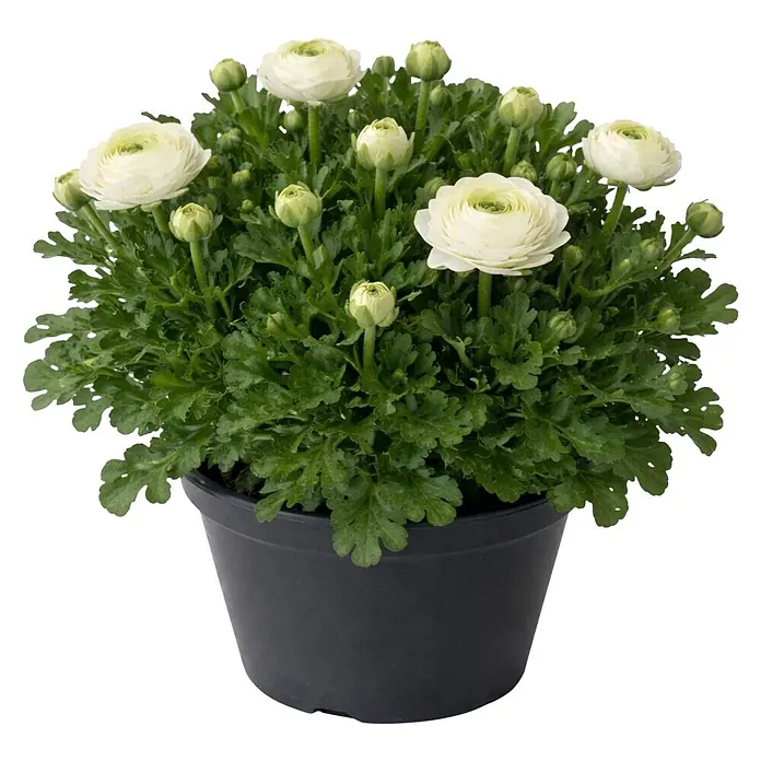 Piardino Ranunkel - Ranunculus Hybride, Topfgröße: 23 cm - Topf mit weißen Ranunkeln und grünen Blättern in einem schwarzen Plastiktopf.
