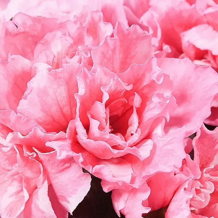 Piardino Zimmerazalee - Rhododendron simsii Long Life, Topfgröße: 12 cm, Rosa - Nahaufnahme einer üppigen rosa Azalee, die ihre zarten, gewellten Blütenblätter und weichen Farbtöne in detailreicher Pracht zeigt.