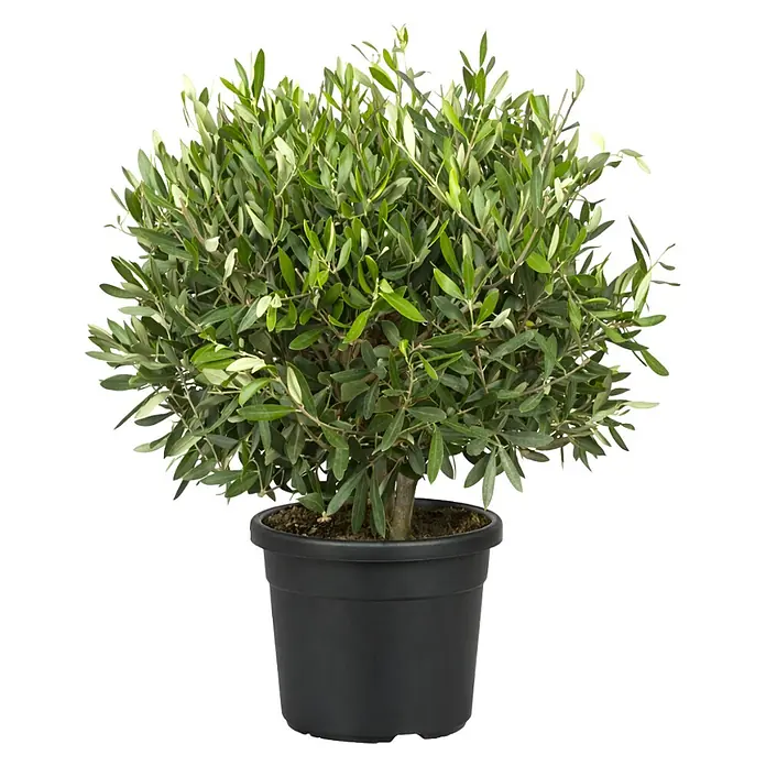 Olivenbusch - Olea europaea, Topfvolumen: 20 l - Üppiger grüner Olivenbaum in einem schlichten schwarzen Topf, bereit zur Präsentation.