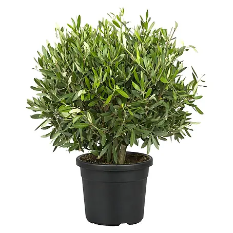 Olivenbusch