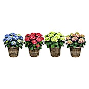 Hydrangea macrophylla 19 in Henkelkorb k