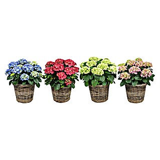 Piardino Hortensie (Hydrangea macrophylla, Topfgröße: 19)