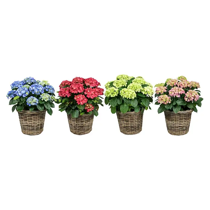 Piardino Hortensie - Hydrangea macrophylla, Topfgröße: 19 - Vier Topf-Hortensien in Weidenkörben. Die Blüten sind blau, rot, lindgrün und rosa.