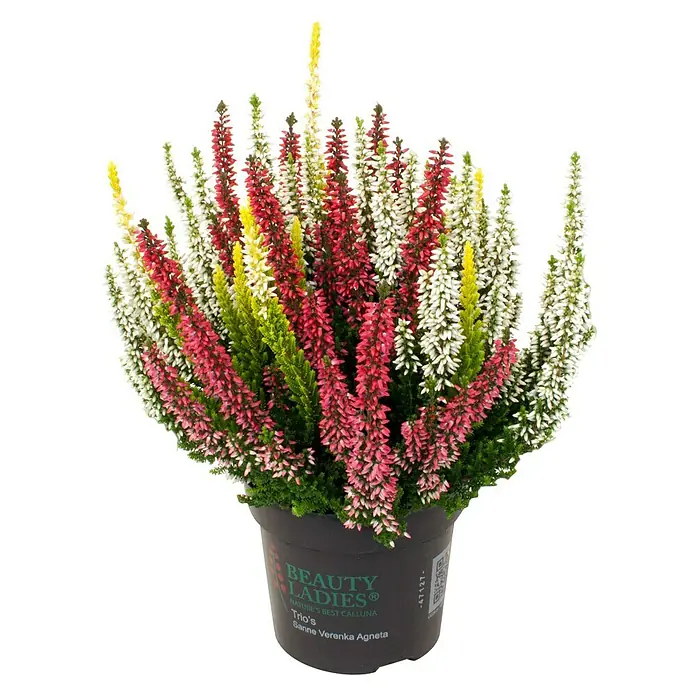 Besenheide Beauty Ladies Trio - Calluna vulgaris, Topfgröße: 11 cm, 3-farbig - Farbenfrohe Besenheide 'Beauty Ladies' im Topf. Die Calluna Vulgaris bietet eine Mischung aus Weiß, Pink, Rot und Gelb für den Garten.