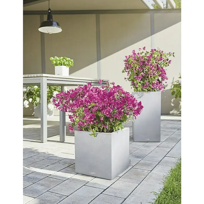 Lechuza Color Pflanzkasten Canto - Außenmaß (L x B x H): 30 x 30 x 30 cm, Kunststoff, Steingrau - Graue Pflanzgefäße mit üppigen rosa Blüten und ein Tisch mit Pflanze unter einer Lampe schaffen eine angenehme Atmosphäre im Freien.