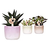 Succulente in silbernen Topf 6 i.S. gem.