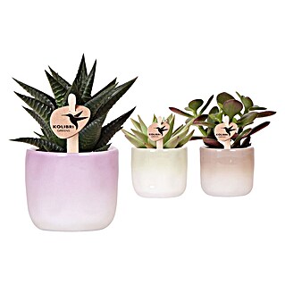 Piardino Sukkulenten in Keramik (Succulent Hybride, Topfgröße: 6 cm)