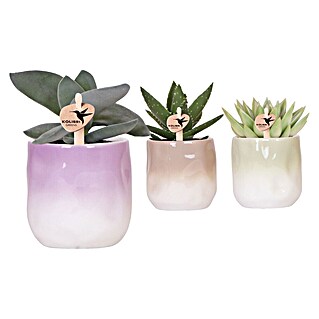 Piardino Sukkulenten in Gradience Keramik (Succulent Hybride, Topfgröße: 9 cm)