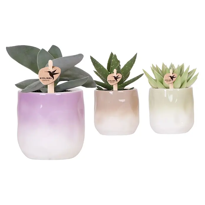Piardino Sukkulenten in Gradience Keramik - Succulent Hybride, Topfgröße: 9 cm - Drei Sukkulenten in Ombré-Keramiktöpfen: lila, beige und hellgrün, nach unten weiß verlaufend, jeweils mit einem Holz-Etikett 'Kolibri Greens'.