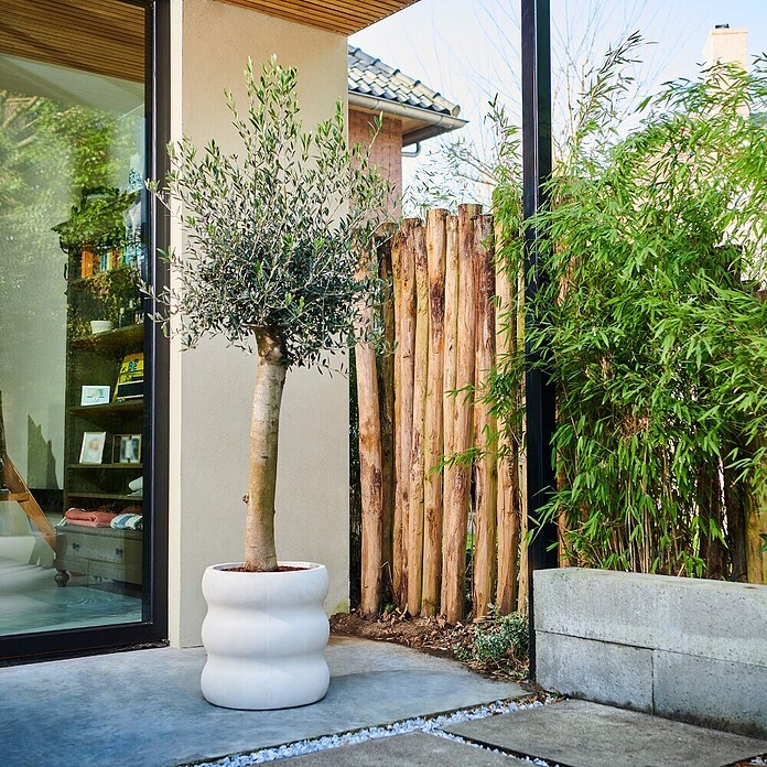 Piardino Olijfboom 'Miami' (Olea europaea, Potvolume: 30 l, Actuele groeihoogte: 180 cm) | BAUHAUS